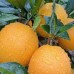NAVELINA ORANGES 1KG Bag KATIKATI Grown